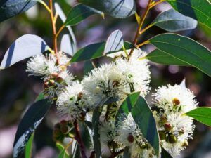 eucalyptus globulus essential oil