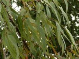 eucalyptus citriodora essential oil