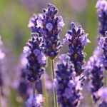 lavender essential oil