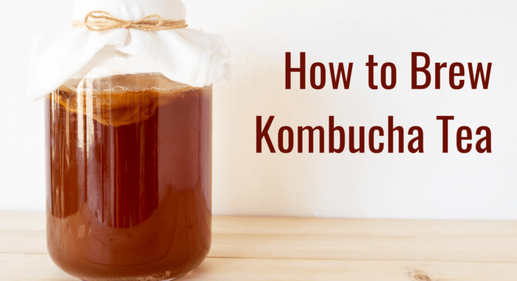 how to brew kombucha tea